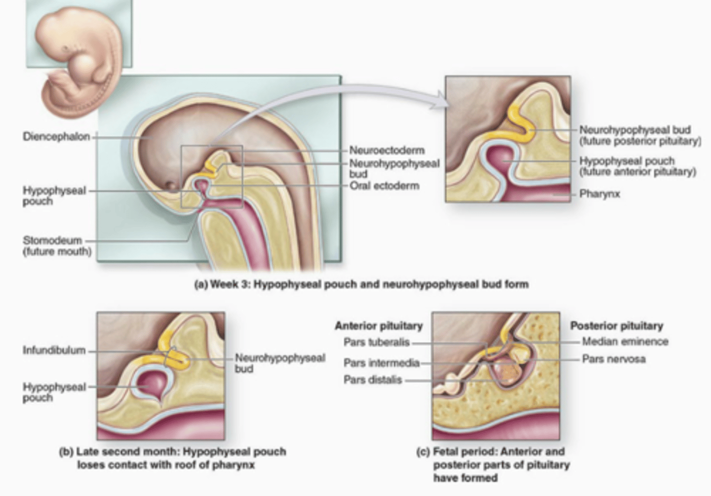<p>Where does the Anterior Pituitary/ADENOhypophysis come from?</p>