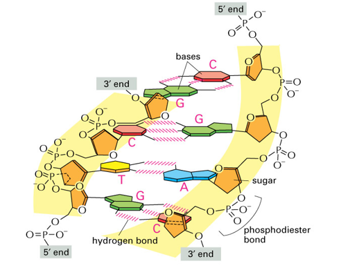 <ul><li><p>bases are held together by non-covalent hydrogen bonds</p></li><li><p>Purine (AG) always paired with Pyrimidine (C, T/U)</p></li><li><p>Chargraff pairs A with T and G with C</p></li><li><p>GC has 3 hydrogen bonds</p></li><li><p>AT has 2 hydrogen bonds</p></li></ul><p></p>