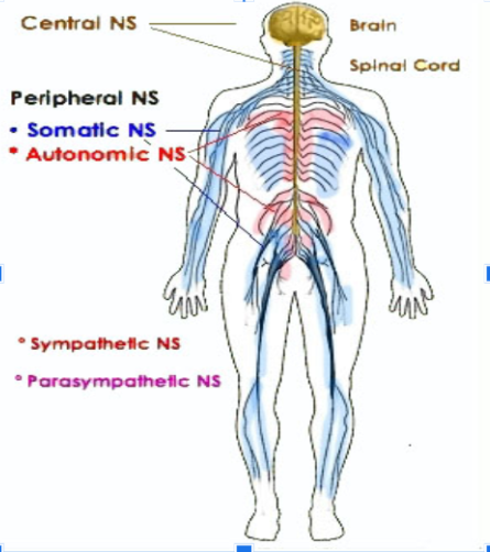 <p>It travels up the spinal cord and endorphins are released.</p>