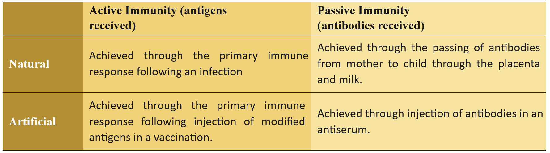 <p><strong><u>Active artificial immunity:</u></strong></p><ul><li><p>gained by vaccination</p></li><li><p>harmless form of antigen (dead/weakened) is introduced → immune system responds, resulting in production of antibodies &amp; memory cells</p></li><li><p>results in long-term immunity without getting the disease</p></li></ul><p><strong><u>Active natural immunity:</u></strong></p><ul><li><p>gained by natural exposure to a pathogen (e.g. catching chickenpox/infectious disease)</p></li><li><p>pathogen enters → immune system responds, resulting in production of antibodies &amp; memory cells</p></li><li><p>results in long-term immunity (often for life)</p></li></ul><p></p>