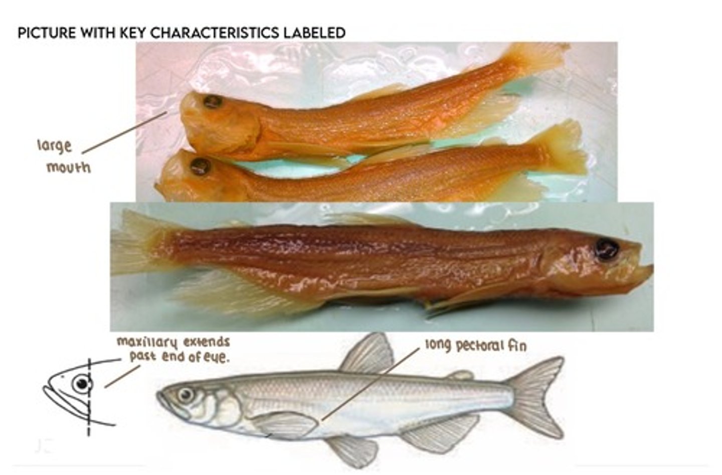 <p>Longfin smelt</p><p>-Maxillary goes PAST eye, large mouth</p><p>-pectoral fins reach pelvic fins</p>