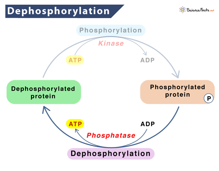 <p>phosphorylation: the process of adding a phosphate group to a molecule or ion</p><p class="MsoNormal"></p><p class="MsoNormal">dephosphorylation: is when ATP+ becomes (ADP-) ---> energy is released, to be used in endergonic run</p><p></p>