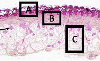 <ol><li><p>Identify each structure labeled</p></li></ol><p></p>