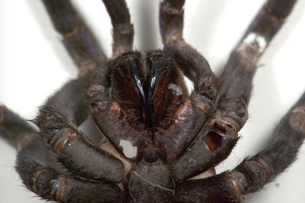 <p>shed exoskeleton</p>