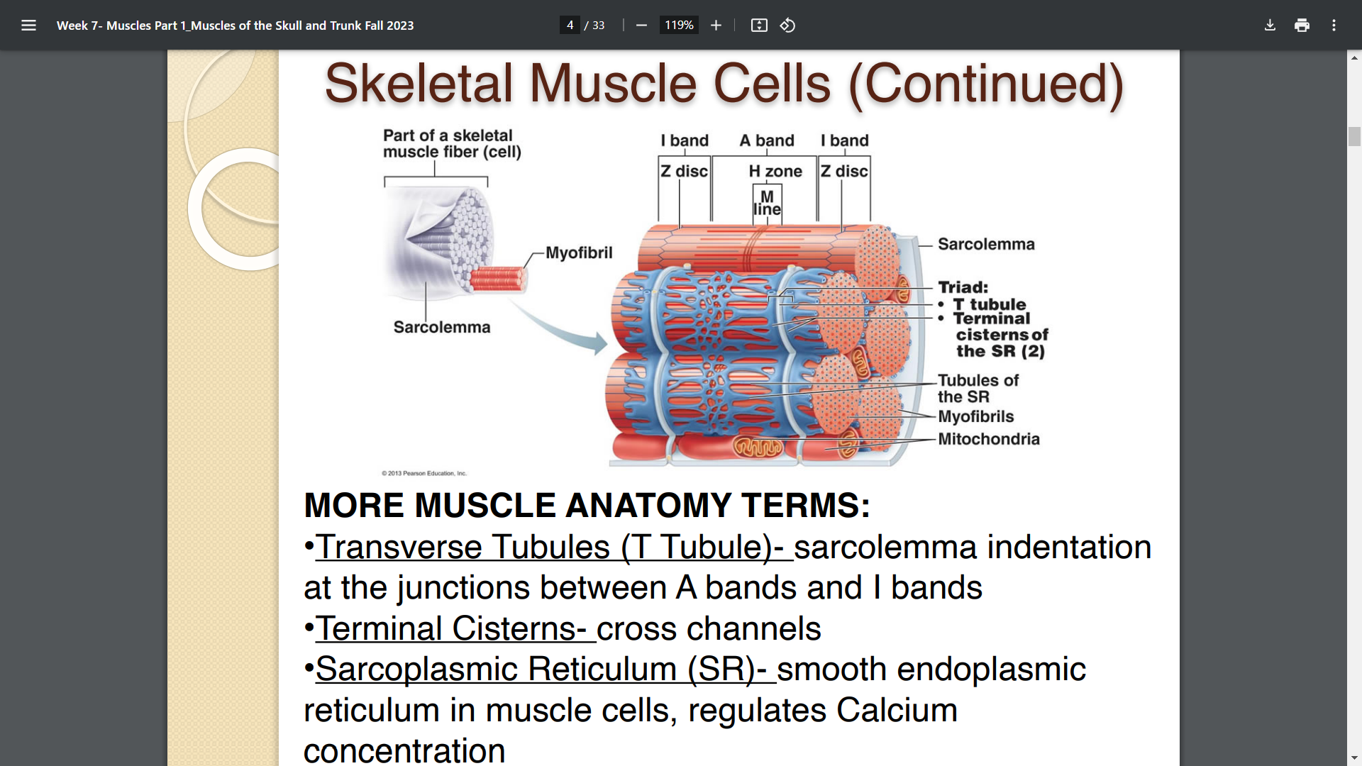 <p>T-Tubules (Transverse tubules)</p>