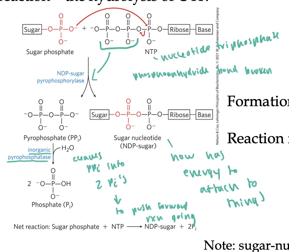<ul><li><p>a sugar phosphate breaks the phsophoanhydride bond between the first and second P of UTP, yielding 2 Ps together and a sugar phosphate on the UMP</p></li><li><p>now the sugar-phosphate-UMP has energy to attach to things</p></li><li><p>the 2 P cleaves into 2 Pi</p></li><li><p>so net rxn is</p><ul><li><p>sugar-P + UTP —&gt; UDP-sugar + 2Pi</p></li></ul></li><li><p>the rxn is driven by the removal of the 2 pi by other rxns</p></li></ul><p></p>