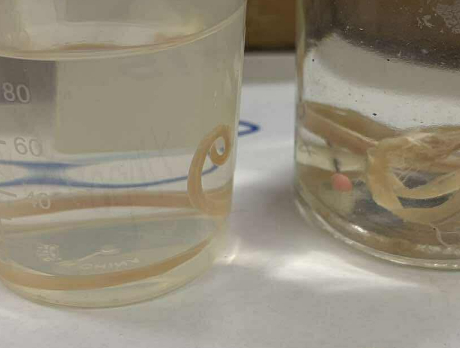 <p>A. stage/form</p><p>B. distinguishing characteristics</p>