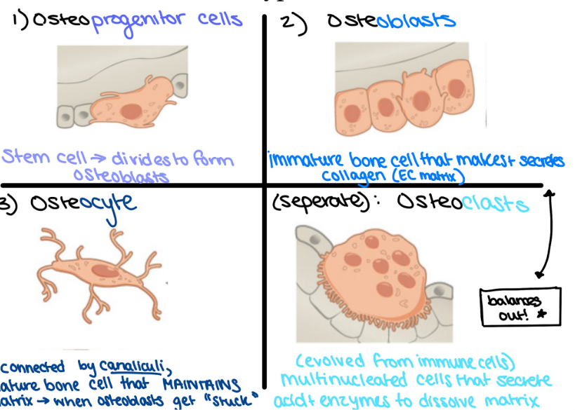 <p>bone cells make up <2% of bone </p><ul><li><p>Osteoprogenitors</p><ul><li><p>stem cells → divide to form osteoblasts</p></li></ul></li></ul><ul><li><p>Osteoblasts</p><ul><li><p>immature bone cell that produces collagen (ECM)</p></li></ul></li><li><p>Osteocytes</p><ul><li><p>mature bone cells, regulate matrix → release chemicals </p></li><li><p>connected by <strong>canaliculi </strong>→ channels allowing for exchange of nutrients, waste, and oxygen </p></li></ul></li><li><p>Osteoclast (<strong>from immune cells</strong>, DIFFERENT LINEAGE) </p><ul><li><p>multinucleated</p></li><li><p>breaks down and recycle bone matrix via acid and enzymes </p></li><li><p>balance osteoblasts </p></li></ul></li></ul><p></p>