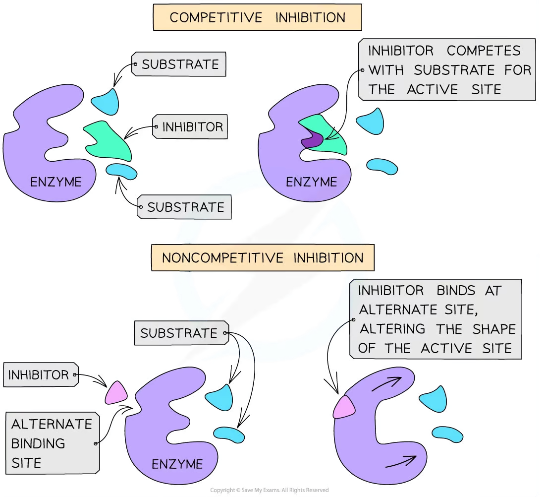 <p>Competitive enzyme inhibitors have a similar shape and chemistry to the substrate. They can also bind to the active site of the enzyme, which prevents the substrate from entering the active site. Thus, the competitive inhibitors compete with the substrates to enter the enzyme’s active site </p>