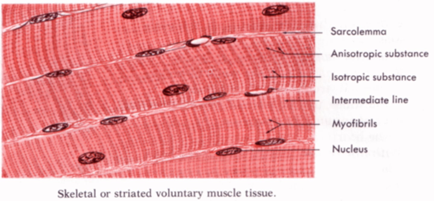<p>The muscle type that is responsible for voluntary movement by the somatic nervous system. Actin and myosin are in repeating units called sarcomeres, making it appear striped or striated. They are multinucleated due to the fusion of muscle cells during development.</p>