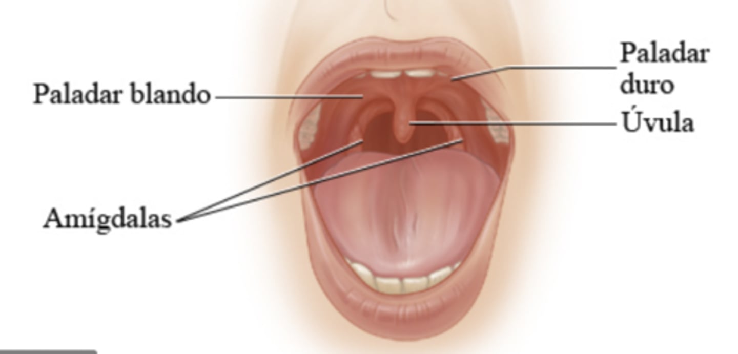 <p>hard/soft palate</p>