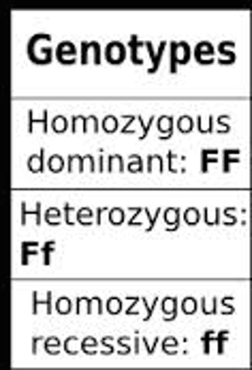 <p>An organisms genetic makeup, or allele combinations</p>