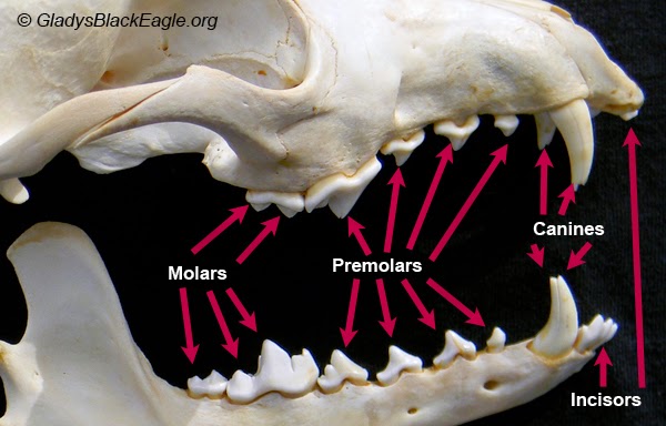 <p>Incisors</p>