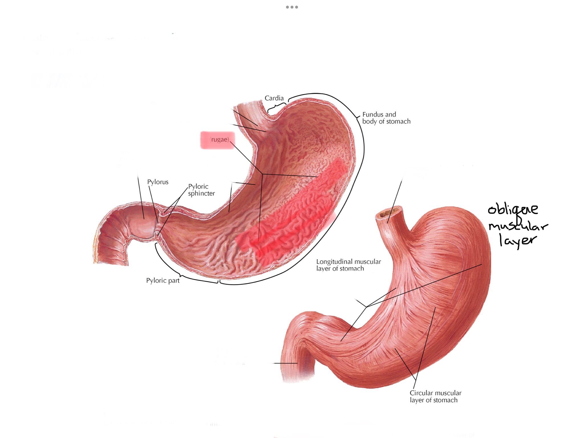 knowt flashcard image