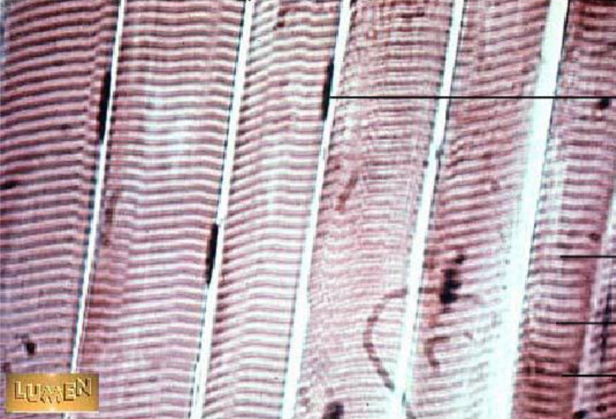 <p>Parts of cell</p>