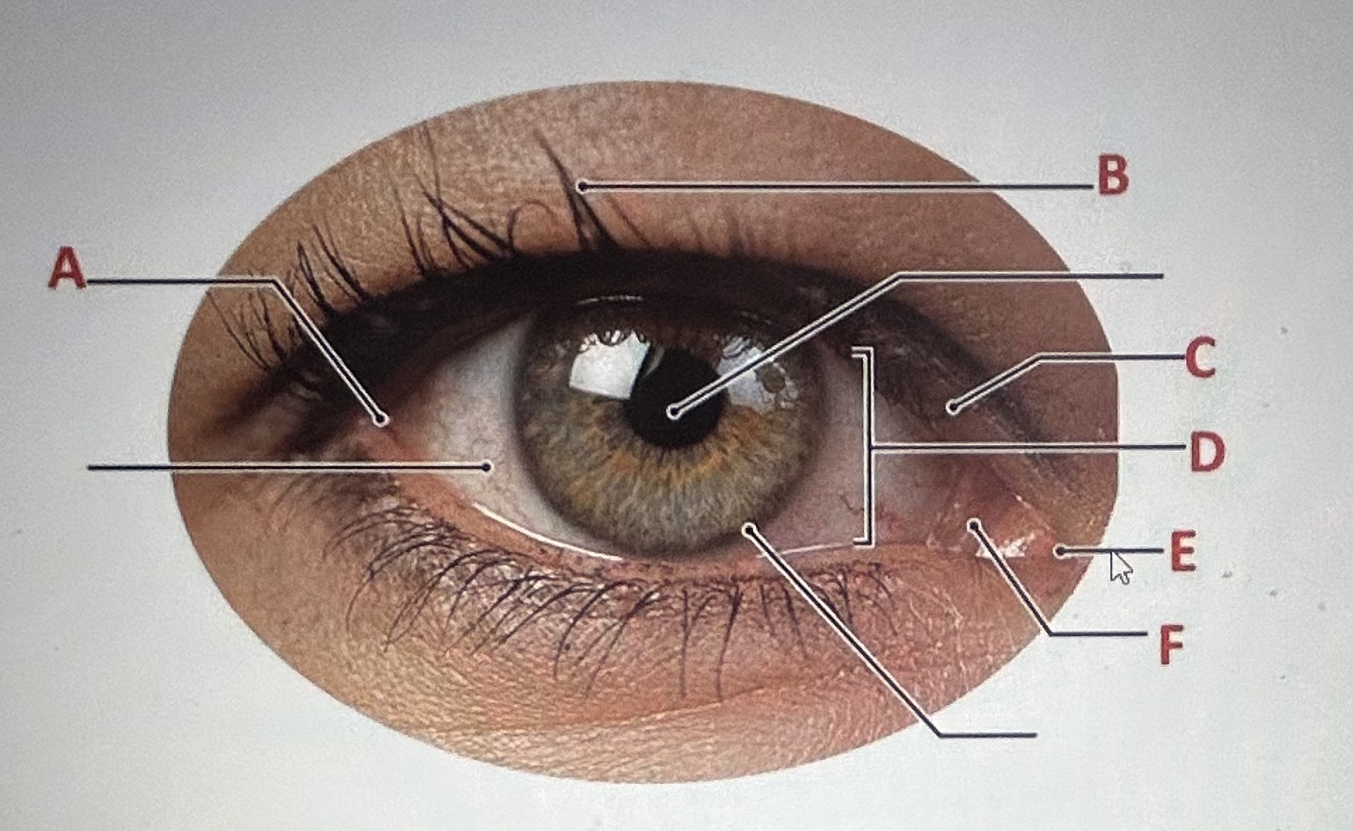identify the eye structure labeled F
