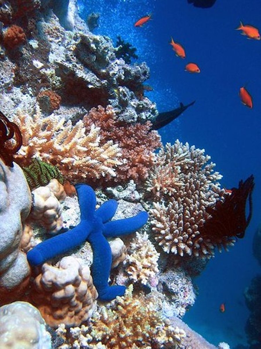 <p>A system formed by the interaction of a community of organisms with their physical environment</p>