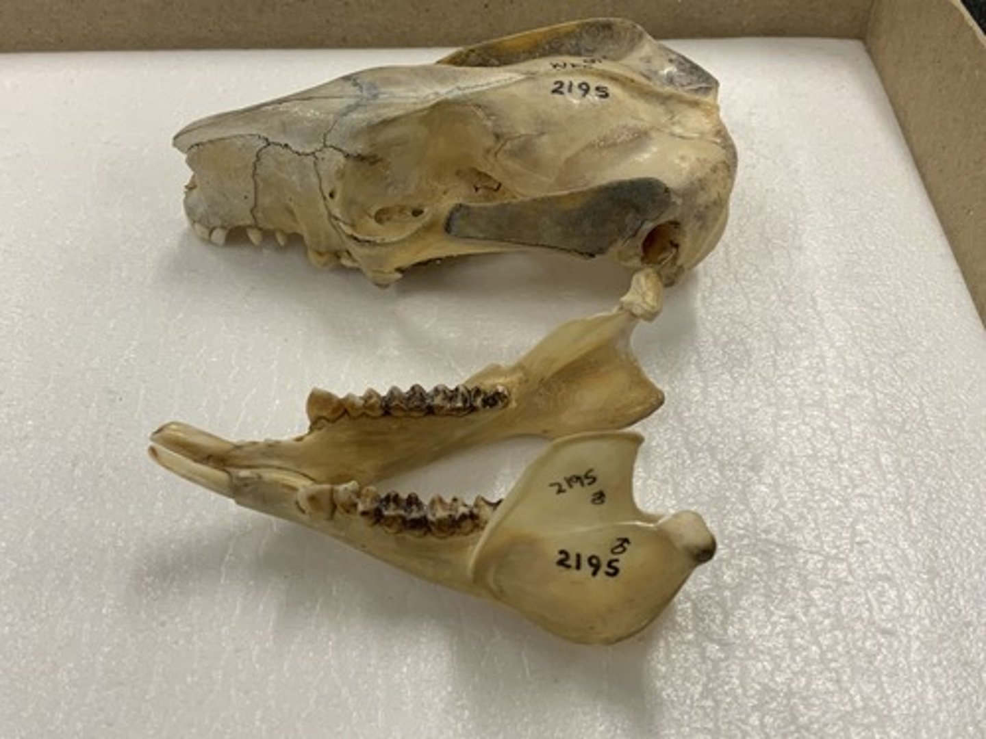 <p>Family, Order, Cohort, Infraclass, Subclass</p><p>-diprotodont (3I/2i); bilophodont</p><p>-enlarged first cheek tooth on mandible</p><p>-very robust zygomatic arch; blocky skull</p>