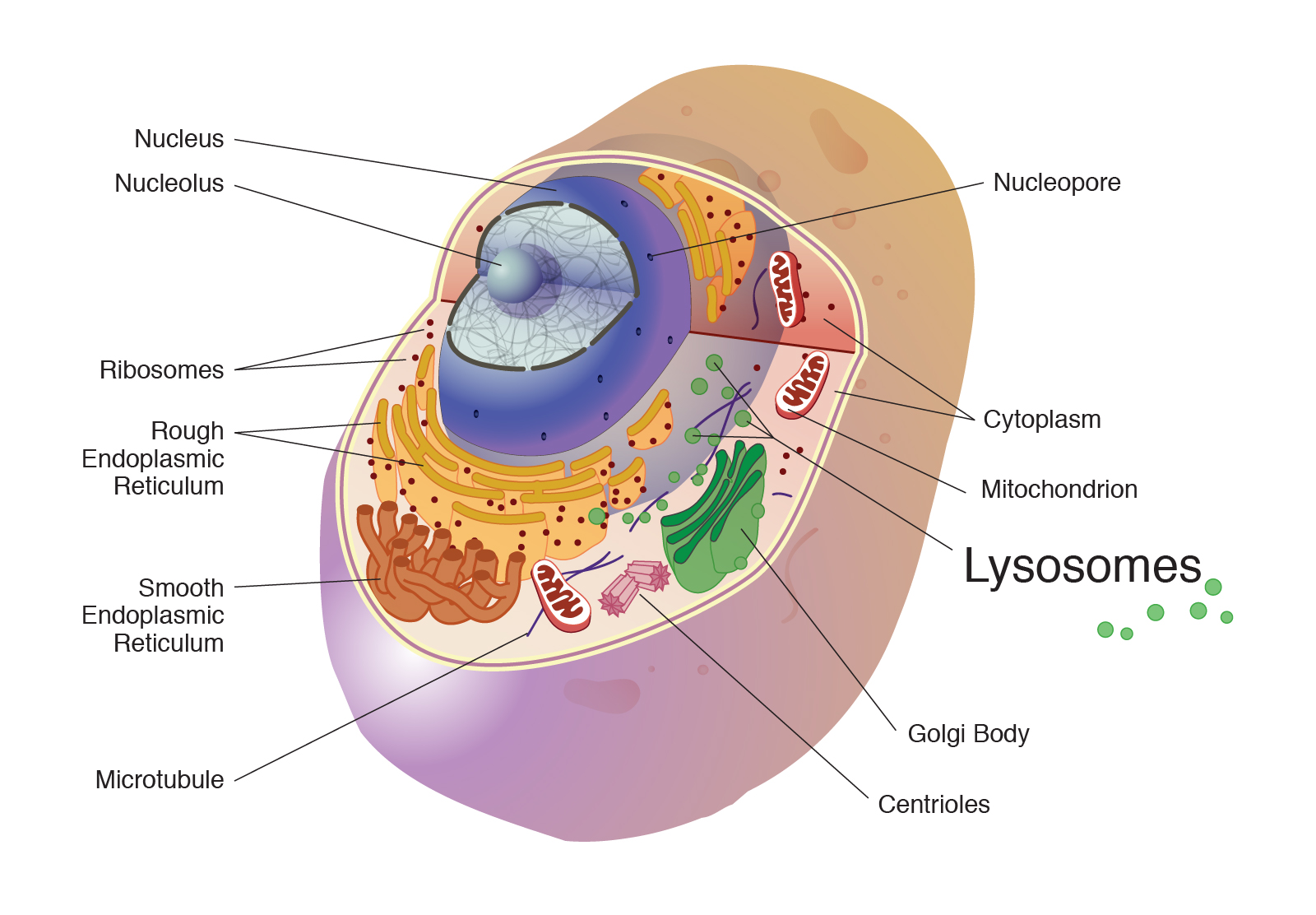 <ul><li><p><strong>Location:</strong> Cytoplasm.</p></li><li><p><strong>Function:</strong> Contain digestive enzymes to break down waste, old organelles, and pathogens (cellular "clean-up").</p></li><li><p><strong>Process:</strong></p><ul><li><p><strong>Endocytosis and autophagy</strong></p></li><li><p><strong>Enzymatic hydrolysis of macromolecules</strong></p></li></ul></li></ul><p></p>
