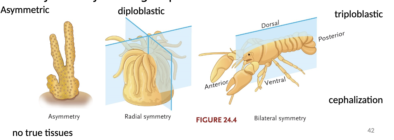 <p>Asymmetric: No major axis of symmetry (e.g. sponges)</p><p>Radial Symmetry: Body can be cut into identical pie segments; no right/left, anterior/posterior (e.g. jellyfish sea anemones, starfish, sea urchins)</p><p>Bilateral Symmetry: Body has mirror-image; left-right symmetry</p>