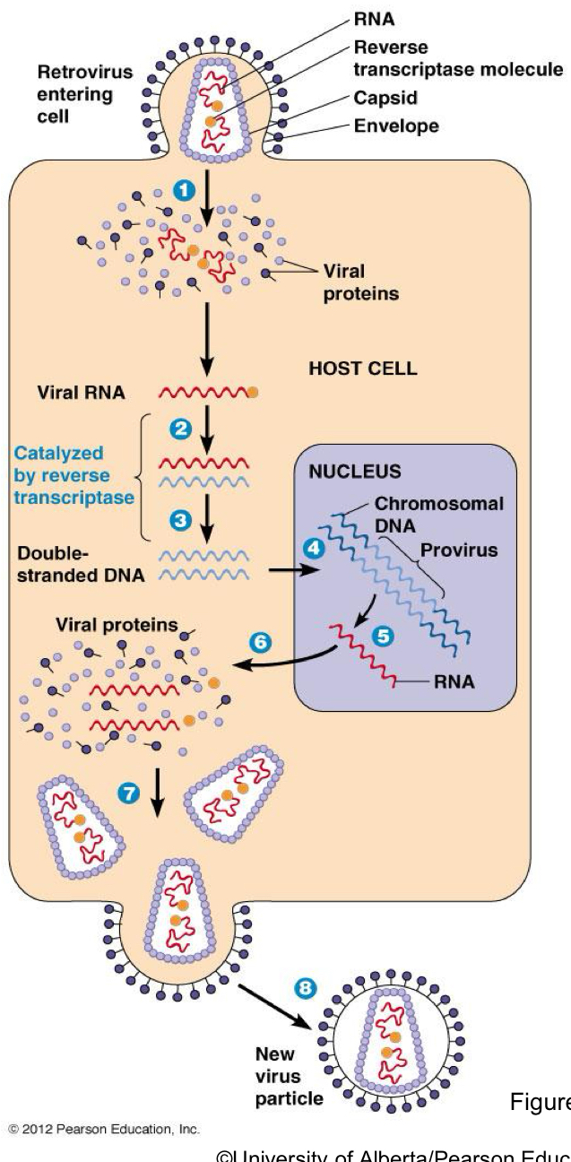 <p>Virus RNA eg. HIV</p><ul><li><p>A RETRO VIRUS</p></li></ul><p></p>