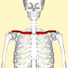<p>The collarbone, an S-shaped long bone connecting the sternum to the scapula. It forms part of the pectoral girdle, providing support for the shoulder.</p>