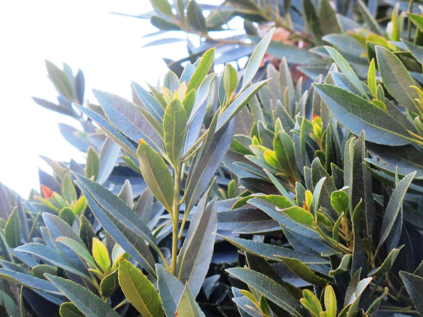 Japanese Blueberry tree