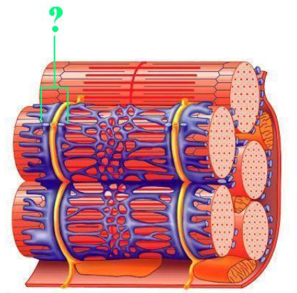 <p>Identify the indicated structure.</p>