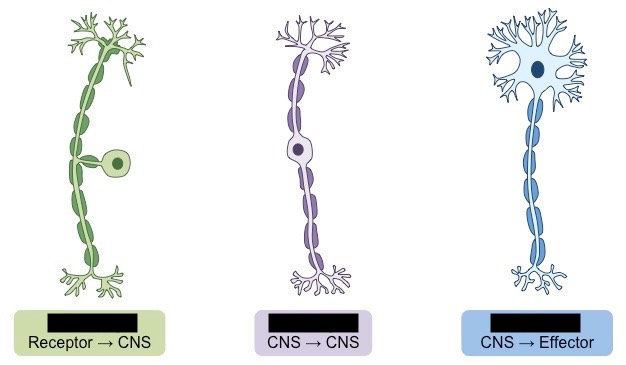 <p>label each neuron</p>