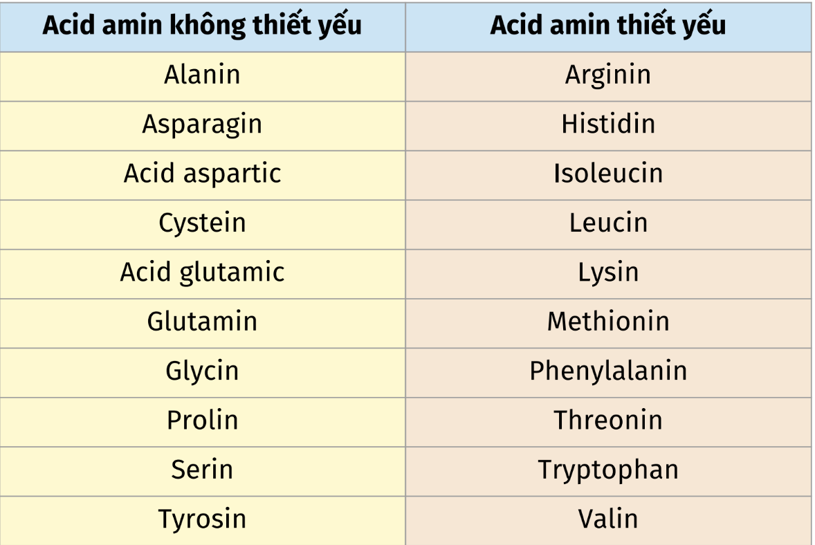 <p><strong>Tập hợp acid amine nào sau đây thuộc nhóm acid amin </strong><span style="color: red"><strong>thiết yếu </strong></span><strong>?</strong></p><p>A. Arg, His, Leu, Ser, Pro, Ala</p><p>B. Arg, His, Leu, Lys, Met, Val, Phe</p><p>C. Arg, His, Leu, Lys, Met, Asp</p><p>D. Arg, His, Leu, Glu, Tyr, Phe</p><p><span style="color: purple"><em>Slide 12, bài hoá protid của cô thơ </em></span></p>