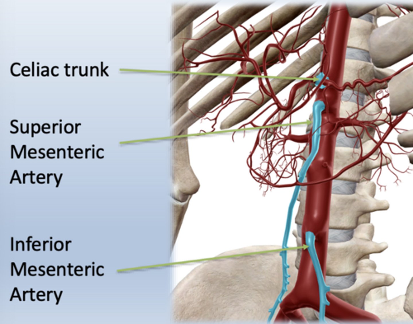 <p>Celiac trunk, superior mesenteric artery (SMA), inferior mesenteric artery (IMA).</p>