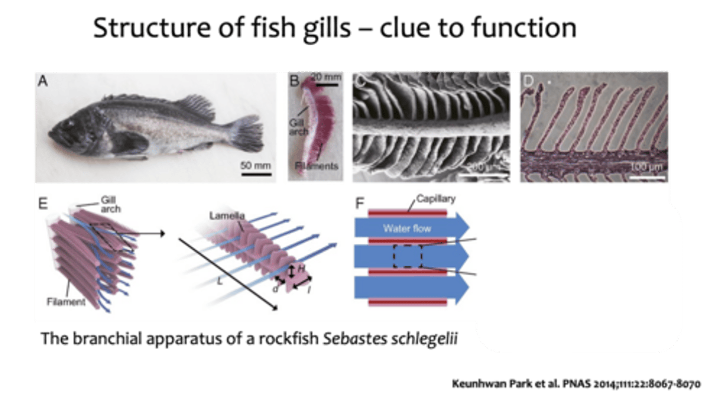 <p>The branchial apparatus of a rockfish Sebastes schlegelii.</p><p>(A) Sebastes schlegelii having gills on both sides of the pharynx.</p><p>(B) The gill arch and filaments.</p><p>(C) SEM image of a gill filament.</p><p>(D) H&E-stained cross-section of a gill filament.</p><p>(E) A schematic illustration of gill morphology. Plate-like filaments hanging on branchial arches are covered with lamellae enclosing a blood capillary network. The blue arrows indicate the direction of water flow from the gill arches to the operculum. The well-ordered lamellar structures provide arrays of microchannels where oxygen diffuses to the capillaries.</p><p>(F) A schematic illustration of the top view of the interlamellar channels.</p>