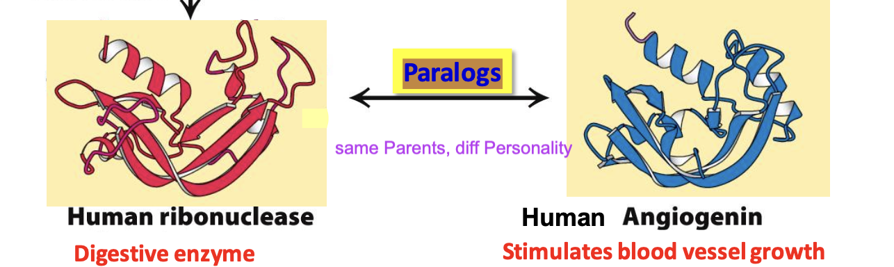 <p>homologs that are present within <u>one species</u> and often <strong>differ in their functions</strong></p><p>✦ Only 16% sequence identities</p>