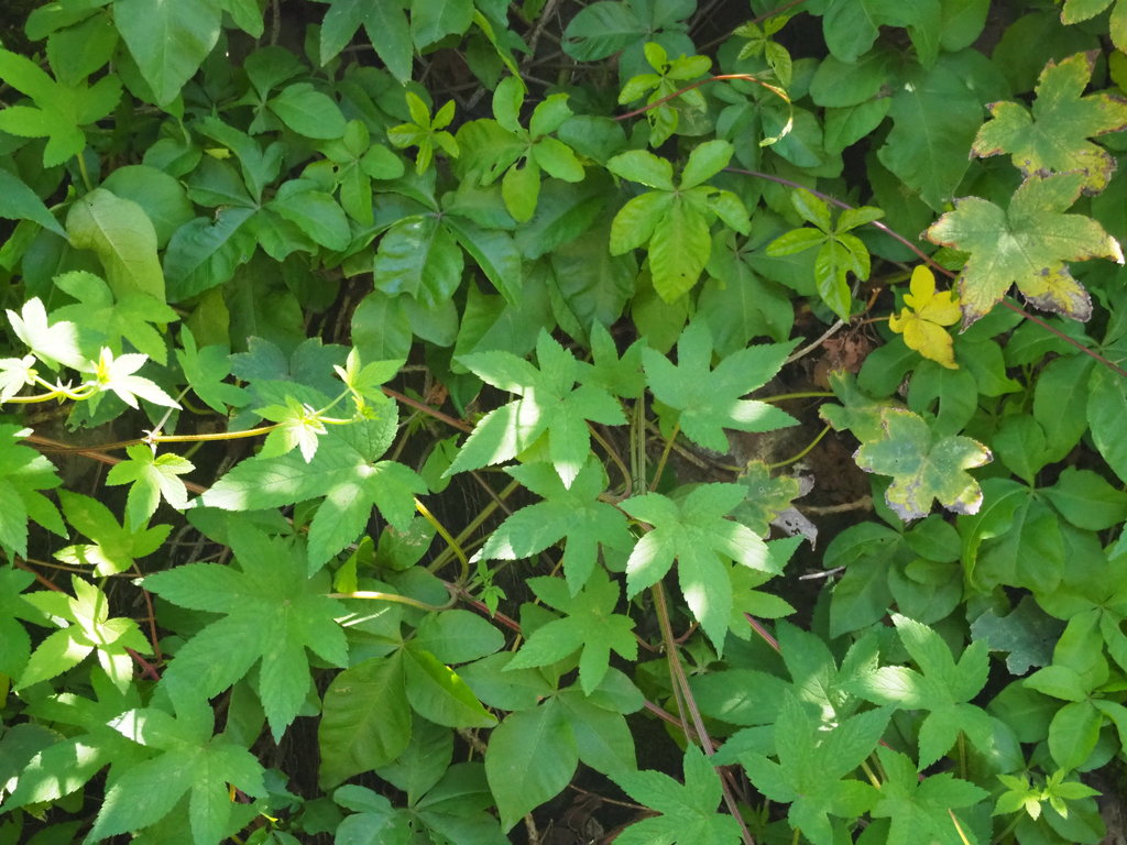 <p>On MN eradicate list.</p>