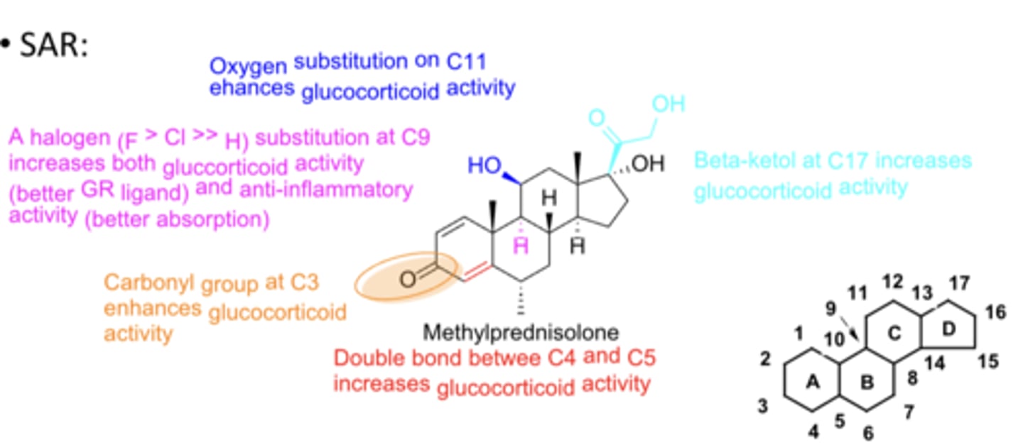 <p>- Carbonyl group at C3 enhances glucocorticoid activity</p><p>- Double bond between C4 and C5 increases glucocorticoid activity</p><p>- Halogen substitution (F&gt;Cl&gt;&gt;H) at C9 increases both glucocorticoid activity (better GR ligand) and anti-inflammatory activity (better absorption)</p><p>- Oxygen substitution on C11 enhances glucocorticoid activity</p><p>- Beta-ketol at C17 increases GC activity &amp; increases topical/inhaled absorption</p>