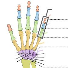 <p>the middle carpals (1 is thumb and 5 is pinky)</p>