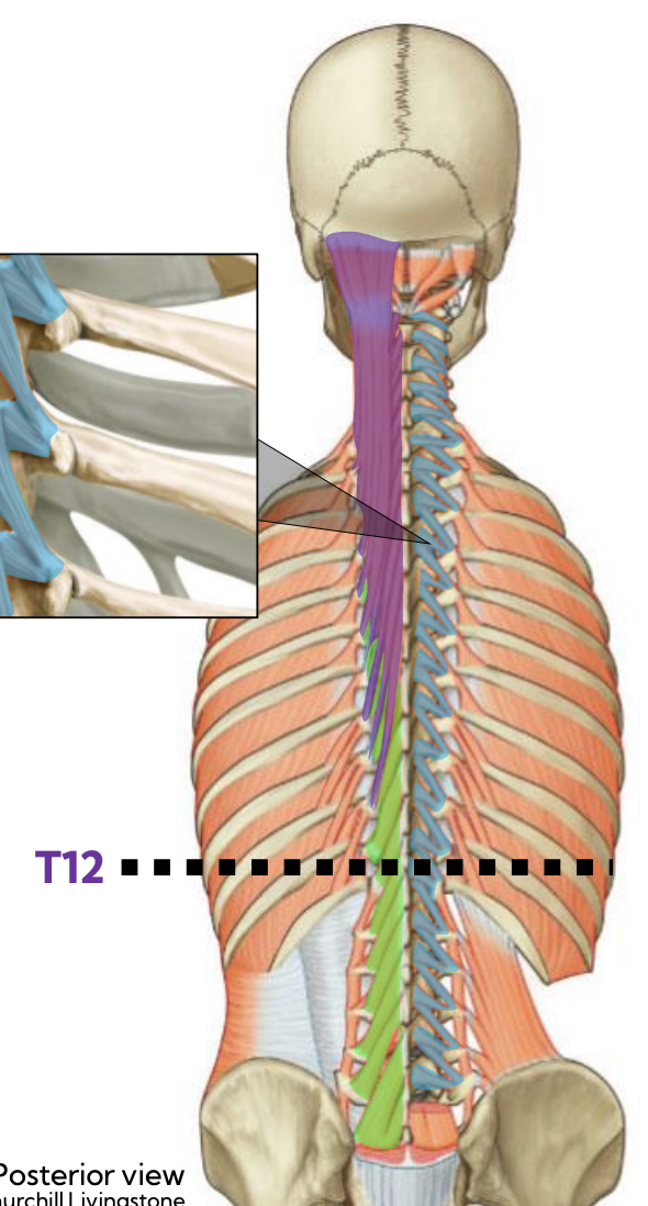<p>Semispinalis — Transversospinalis (Deep intrinsic) (purple) </p>