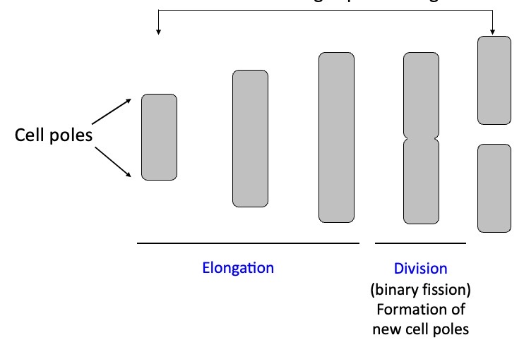 <p><span><span>Interval for the formation of two cells from one during exponential growth</span></span></p>