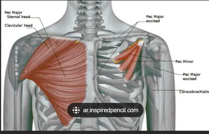 <p>Pectoralis major (clavicular head) origin</p>