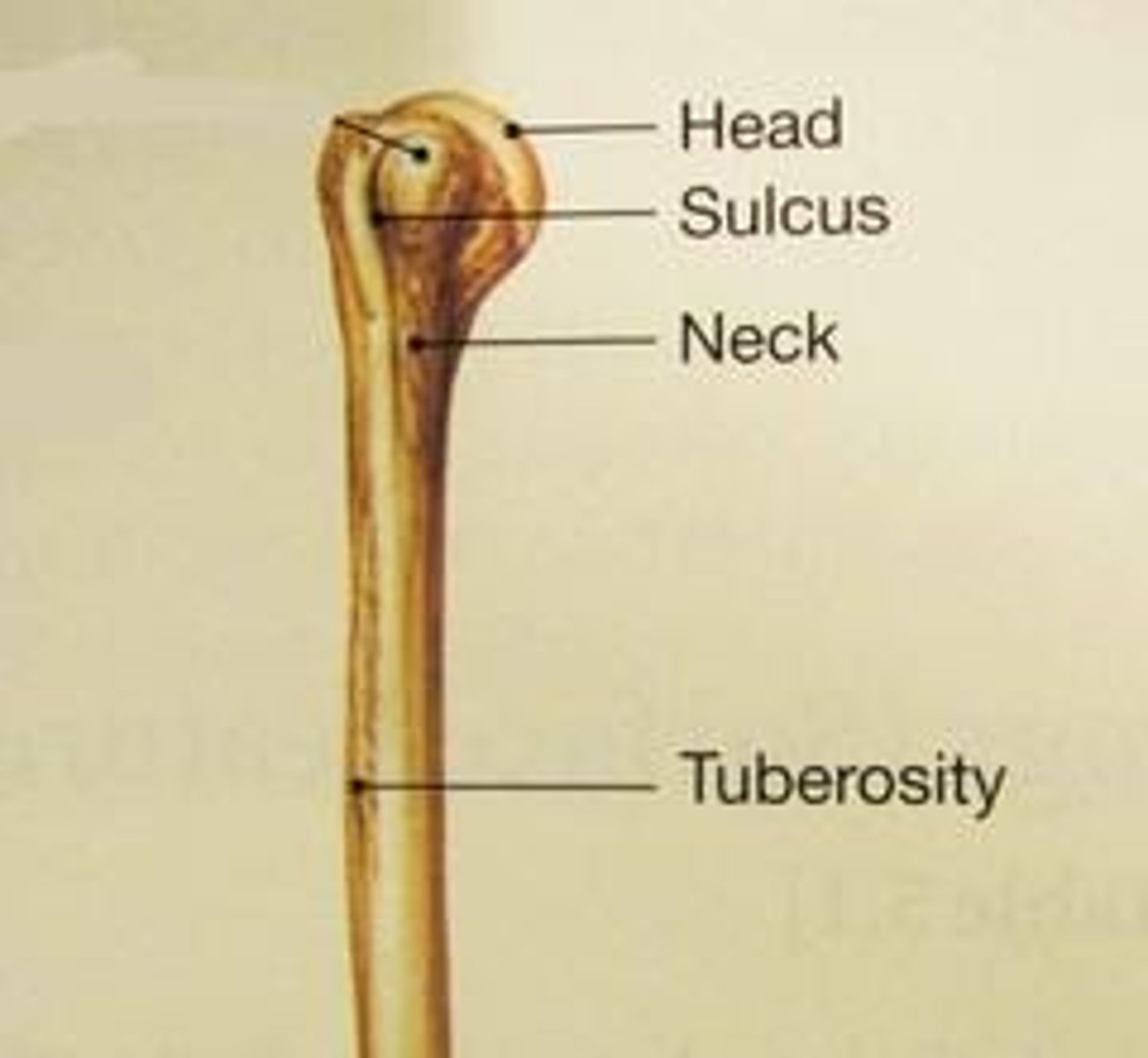 <p>Usually rounded articular projection supported on neck (constricted portion) of bone.</p>