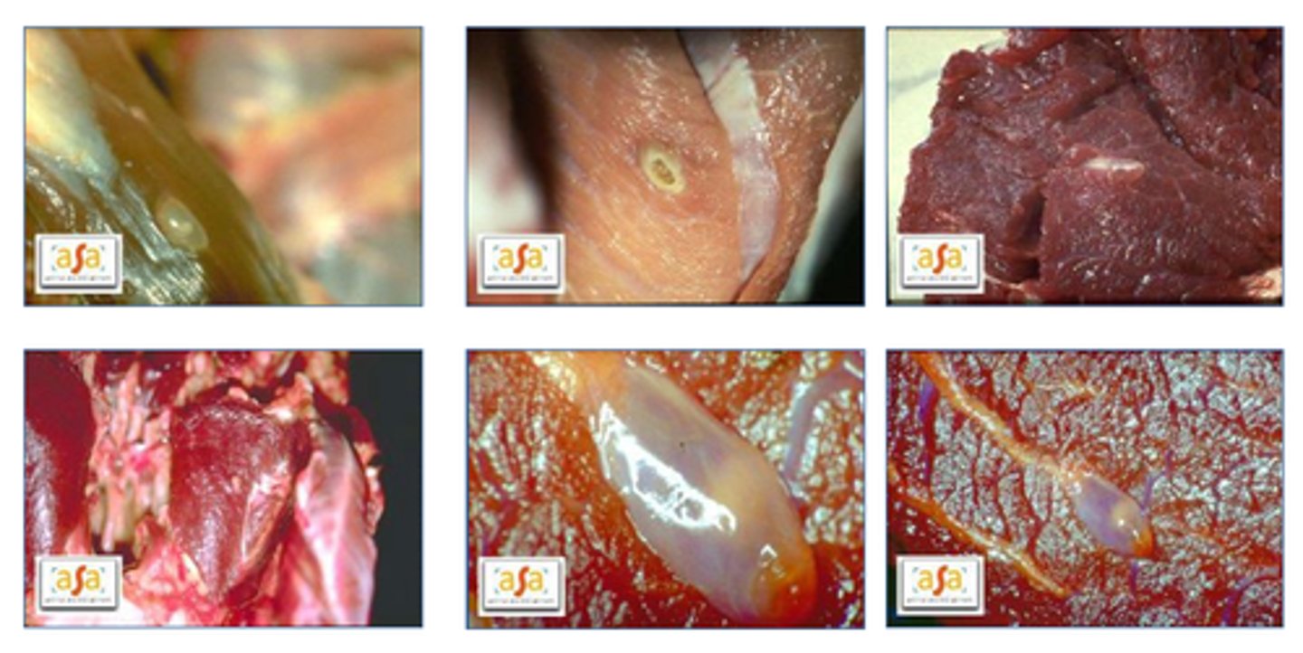 <p>- 'gortig' vlees</p><p>- veroorzaakt door runderlintworm</p><p>- kauwspieren en diafragma </p><p>- kan gemist worden</p><p>- kan worden in gevroren </p><p>rund</p>