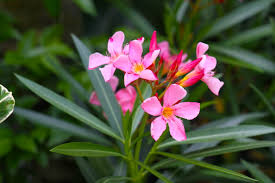 <p>Oleander</p>