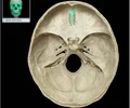 <p>Of the ethmoid bone, triangular process that projects superiorly from cribiform plate of ethmoid bone, where the membranes of the brain are attached</p>