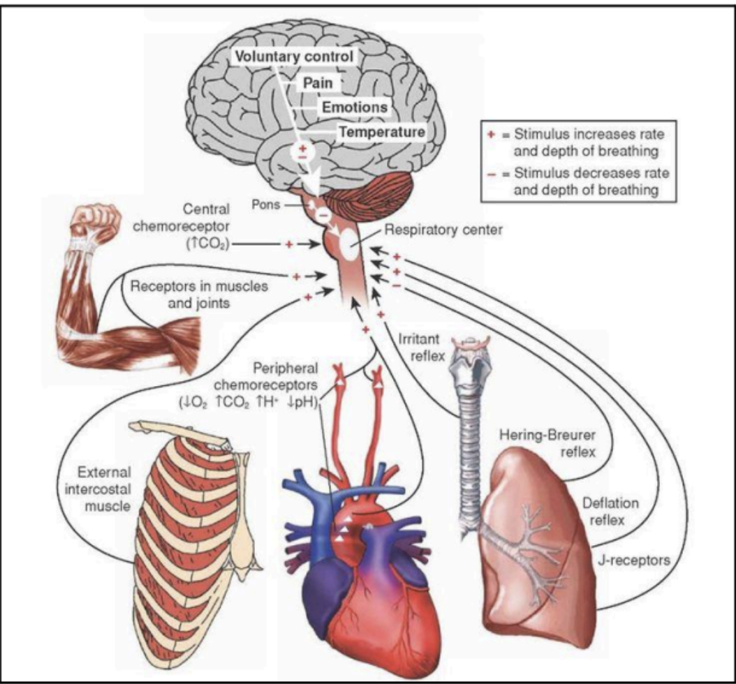 <p>control blood pressure and respiratory regulatory mechanisms</p>