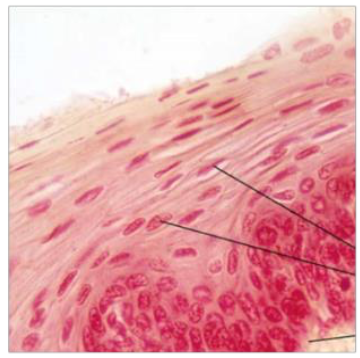 <p>Identify the tissue type based off the image  </p>