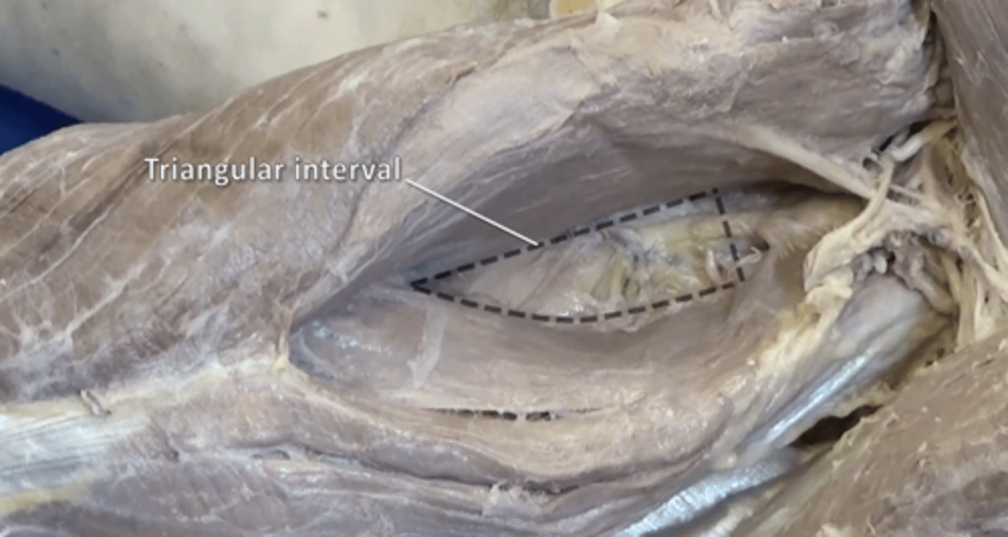 <p>profunda brachii artery and radial nerve. Located inferior to quadrangular space</p>