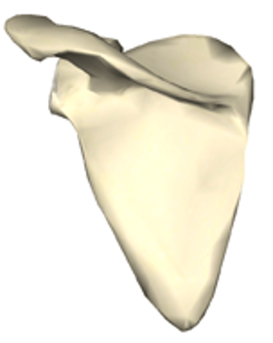 <p>right or left?</p>