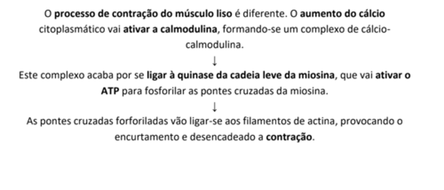 <p>• É composto por células fusiformes com um núcleo;</p><p>• Não apresenta estrias, discos Z ou sarcómeros;</p><p>• Não tem túbulos T;</p><p>• Cálcio provém exclusivamente do exterior;</p><p>• O controlo nervoso é autonómico e, portanto, é um músculo de controlo Involuntário.</p><p>- SEM TROPONINA</p><p>- ESTURAS ANÁLOGAS subsitiuem linhas Z</p>