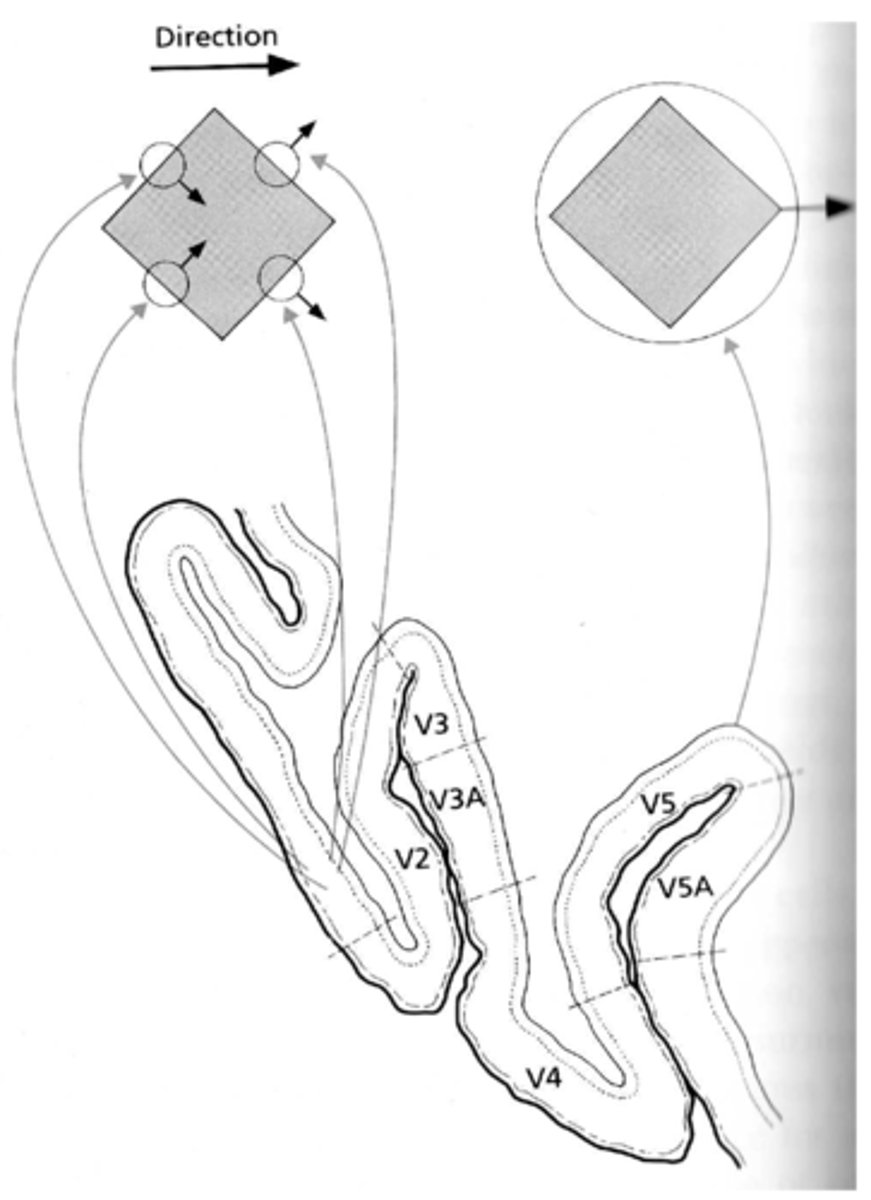 <p>- Component motion: when an object is moving towards 3 o'clock, cells with small receptive fields which 'look' at limited regions of the stimulus will register the component movements in different directions.</p><p>- Global motion: directionally selective cells of area V1 register the component directions whereas those of area V5, which 'look' at larger parts of the field of view, register the true, overall direction.</p>