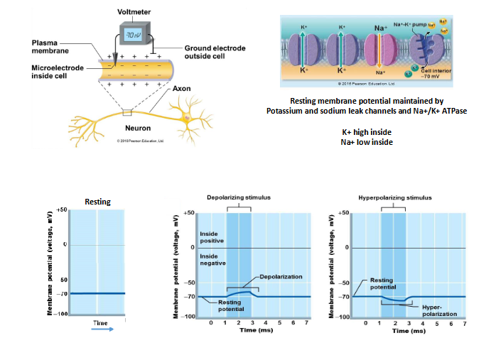 <p>the resting membrane potential is maintained by potassium and sodium leak channels </p>